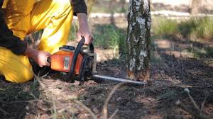 Best Tree Disease Treatment  in Oxford, KS