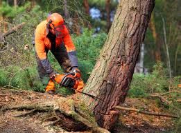 Best Tree Preservation Services  in Oxford, KS