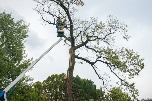 Best Tree Disease Treatment  in Oxford, KS